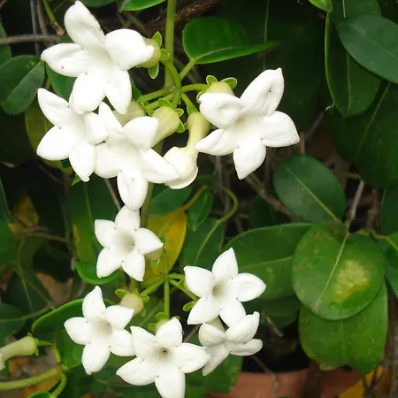 Iron House آغيوس غيوريوس