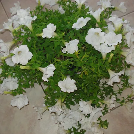 شقة Iron House آغيوس غيوريوس